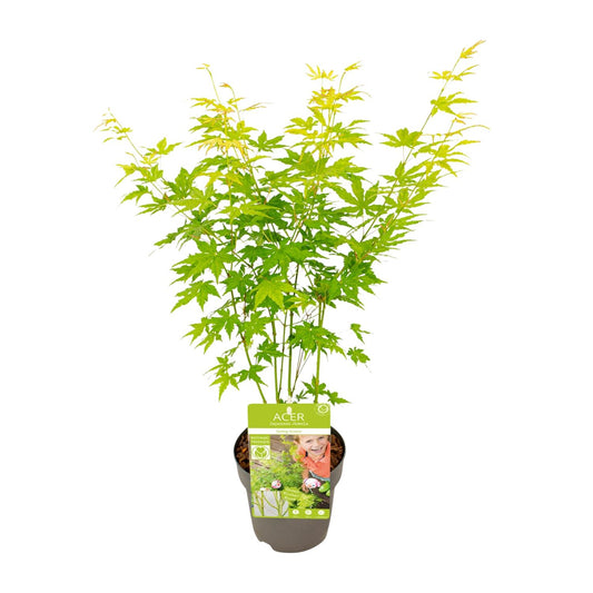 Acer palmatum Going Green – Eleganter Zimmerahorn Ø15cm