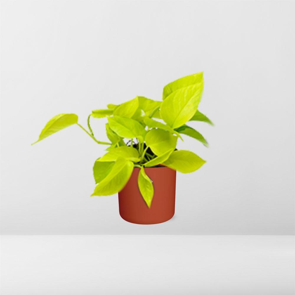 Epipremnum Pinnatum ‘Golden Pothos’ – pflegeleichte Efeutute im ELHO Topf