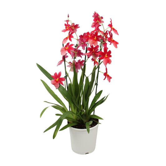 Orchidee Cambria Nelly Isler – Ø19cm, ca. 70cm hoch