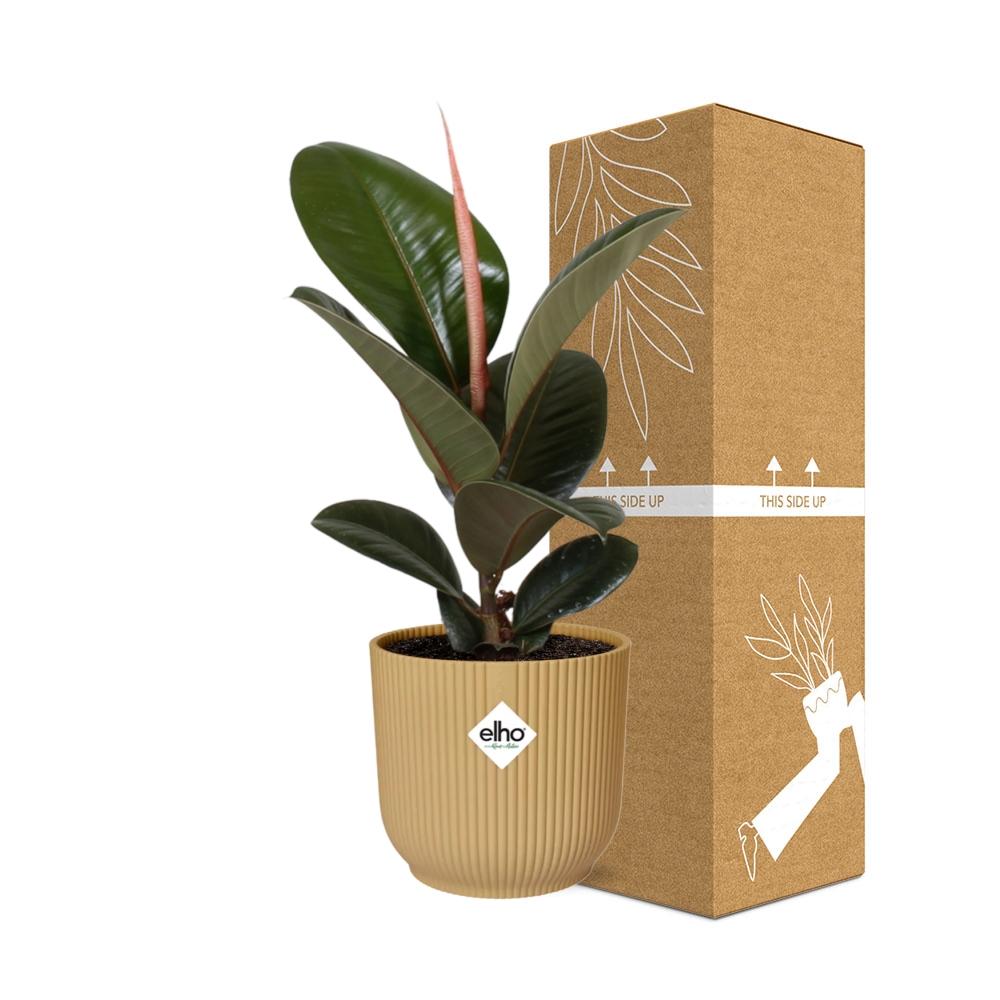 Ficus Elastica ‘Robusta’ – Pflegeleichte Zimmerpflanze im ELHO Vibes Fold 14cm Gelb