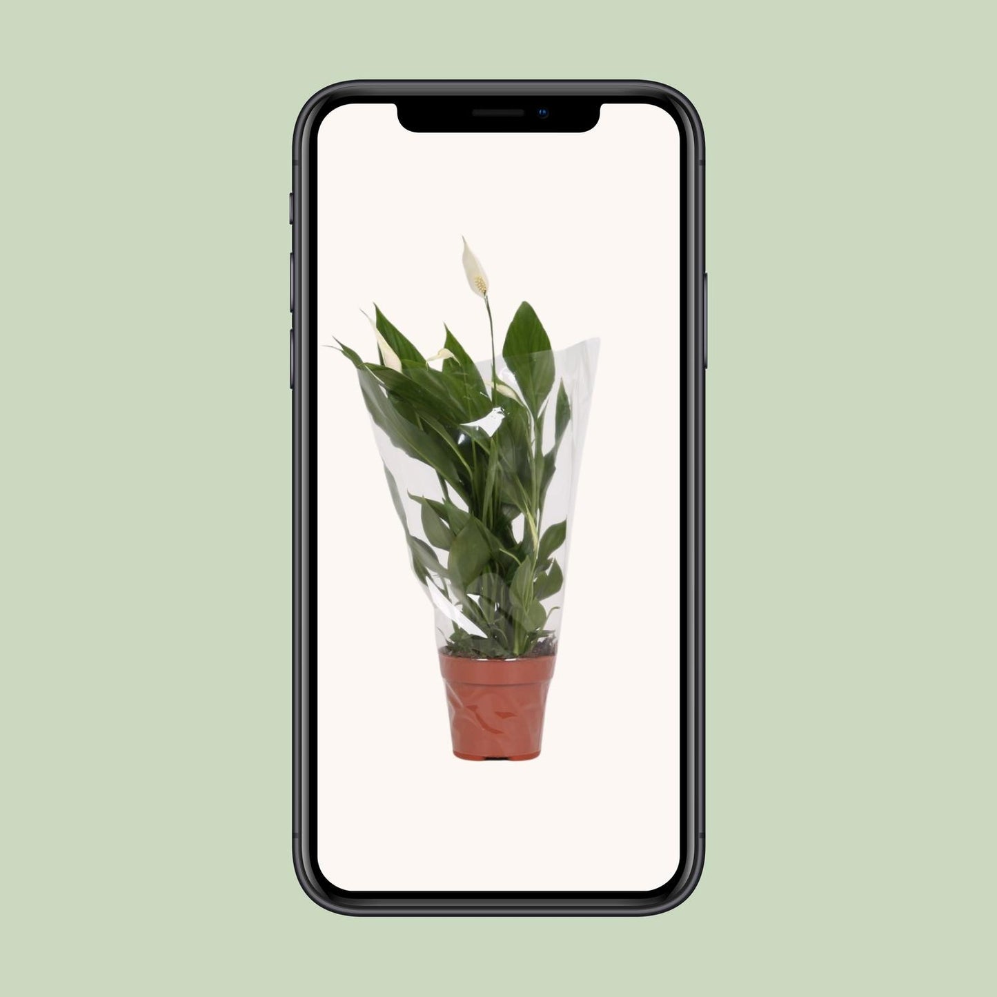 Spathiphyllum Alana – Elegante, pflegeleichte Zimmerpflanze Ø12cm