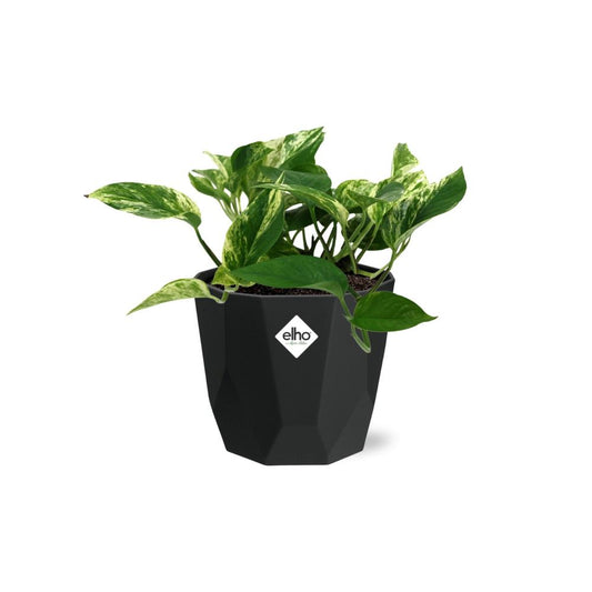 Scindapsus Marble Queen – Pflegeleichte Efeutute in 14cm Topf