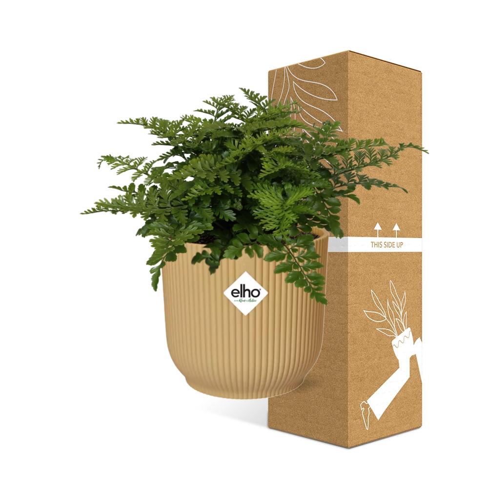 Asplenium Parvati – Pflegeleichte Zimmerpflanze im ELHO Vibes Fold Topf