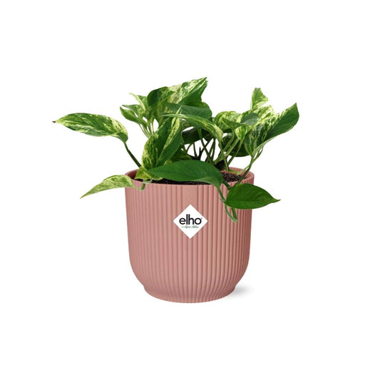 Scindapsus Marble Queen in ELHO Vibes Fold 14cm roze