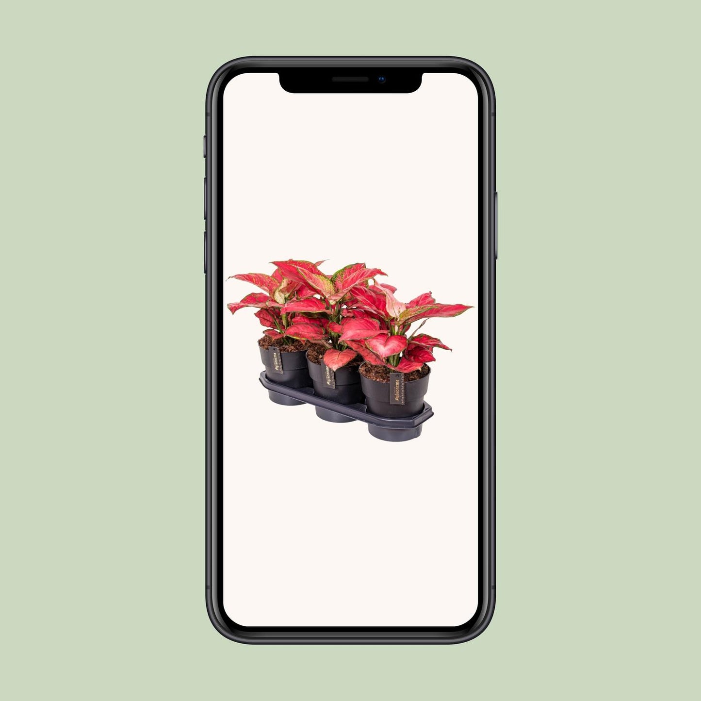 Aglaonema Red Joy – Pflegeleichte Zimmerpflanze Ø19cm