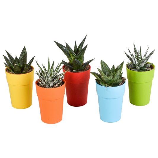 Gasteria & Haworthia Mischung im farbigen Topf 5x 5,5cm