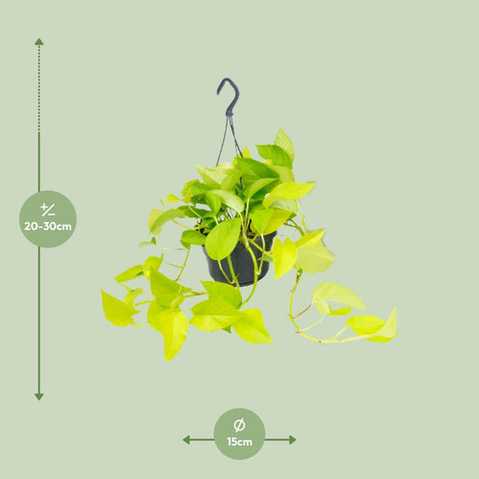 Epipremnum Golden Pothos – Pflegeleichte Kletterpflanze Ø15cm