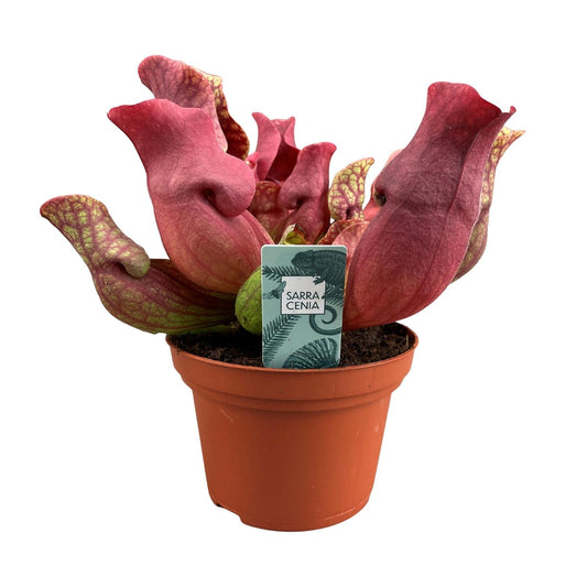 Sarracenia Venosa Red – Exotische Kannenpflanze Ø12cm