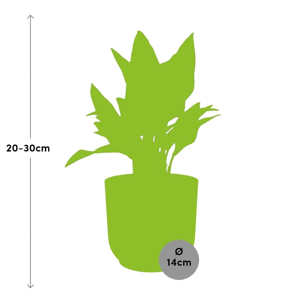 Aglaonema Maria im ELHO Vibes Fold 14cm Gelb