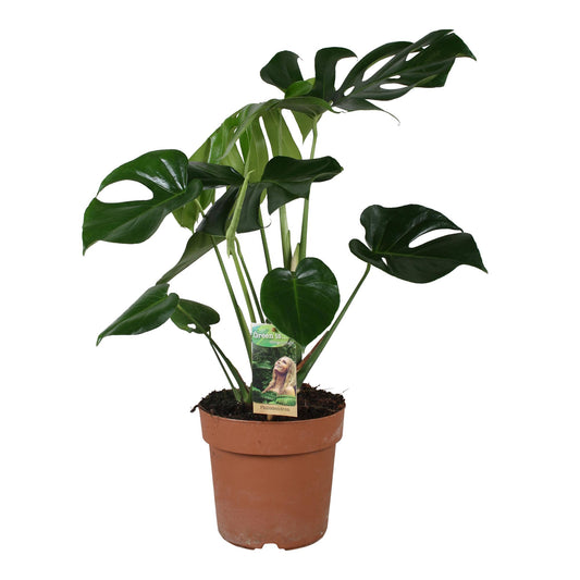 Monstera Deliciosa – Tropische Zimmerpflanze Ø21cm, 55cm hoch