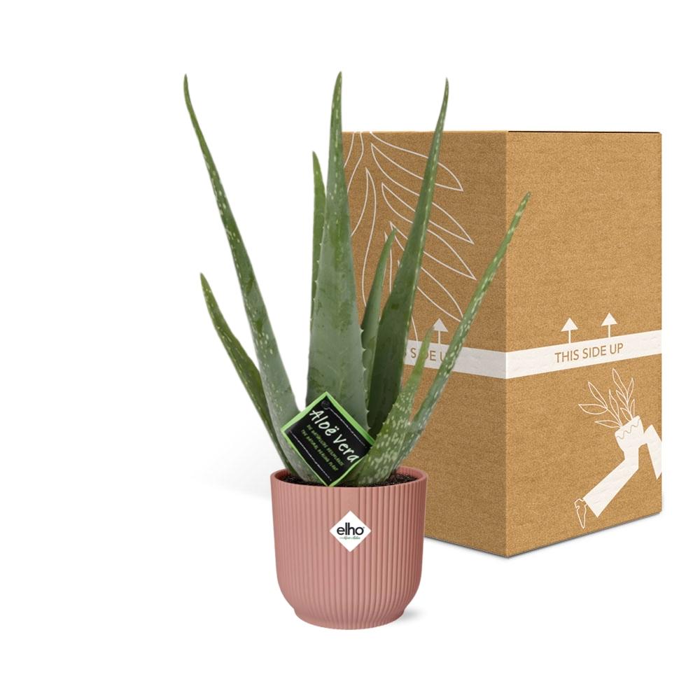 Aloe Vera 12cm im stylischen ELHO Vibes Fold Topf rosa