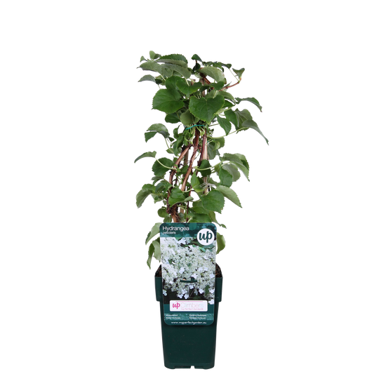 Hydrangea petiolaris – Kletternde Hortensie Ø15cm, ca. 65cm hoch