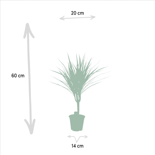 Dracaena Marginata – Pflegeleichter Drachenbaum Ø14cm, 60cm hoch