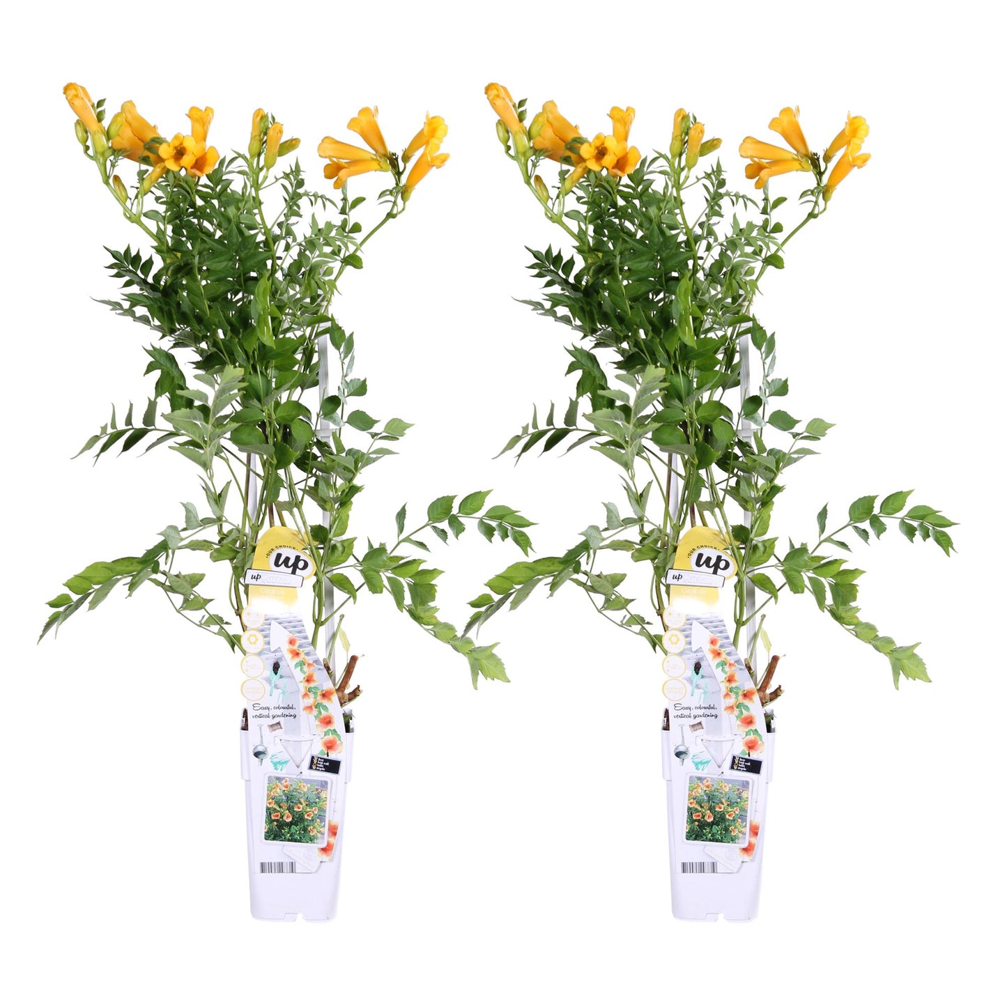 2x Campsis Summer Jazz 'Gold Trumpet' Trompetenklimmer Ø15cm, 65cm hoch