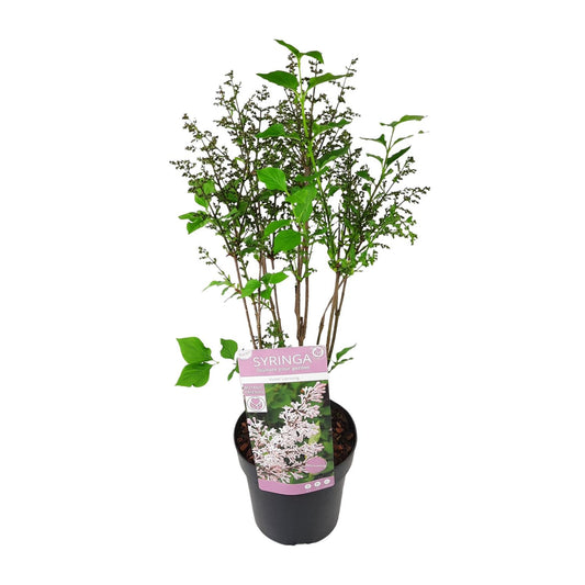 Gewöhnlicher Flieder 'Violet Uprising' Ø19cm - ca. 50cm