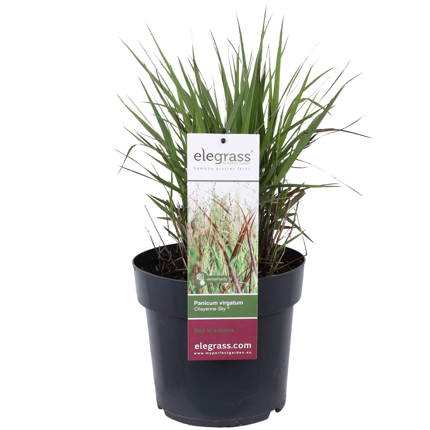 Panicum Virgatum Cheyenne Sky - Pflegeleichtes Ziergras Ø23cm