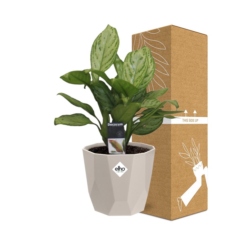 Aglaonema Christina – Pflegeleichte Zimmerpflanze im ELHO b.for rock Topf