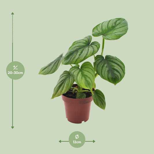 Philodendron Mamei – Pflegeleichte Zimmerpflanze Ø12cm