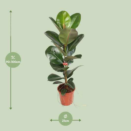 Ficus Elastica Robusta – Pflegeleichter Zimmerbaum Ø21 cm
