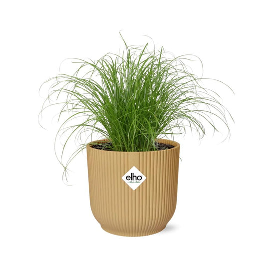 Cyperus alternifolius Zumula – Schirmpflanze in ELHO Vibes Fold 14cm Gelb