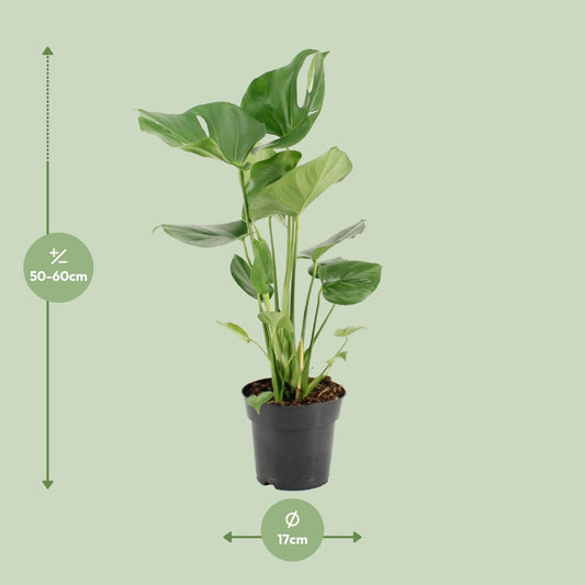 Monstera Deliciosa – Exotische Zimmerpflanze Ø17cm, 60cm hoch