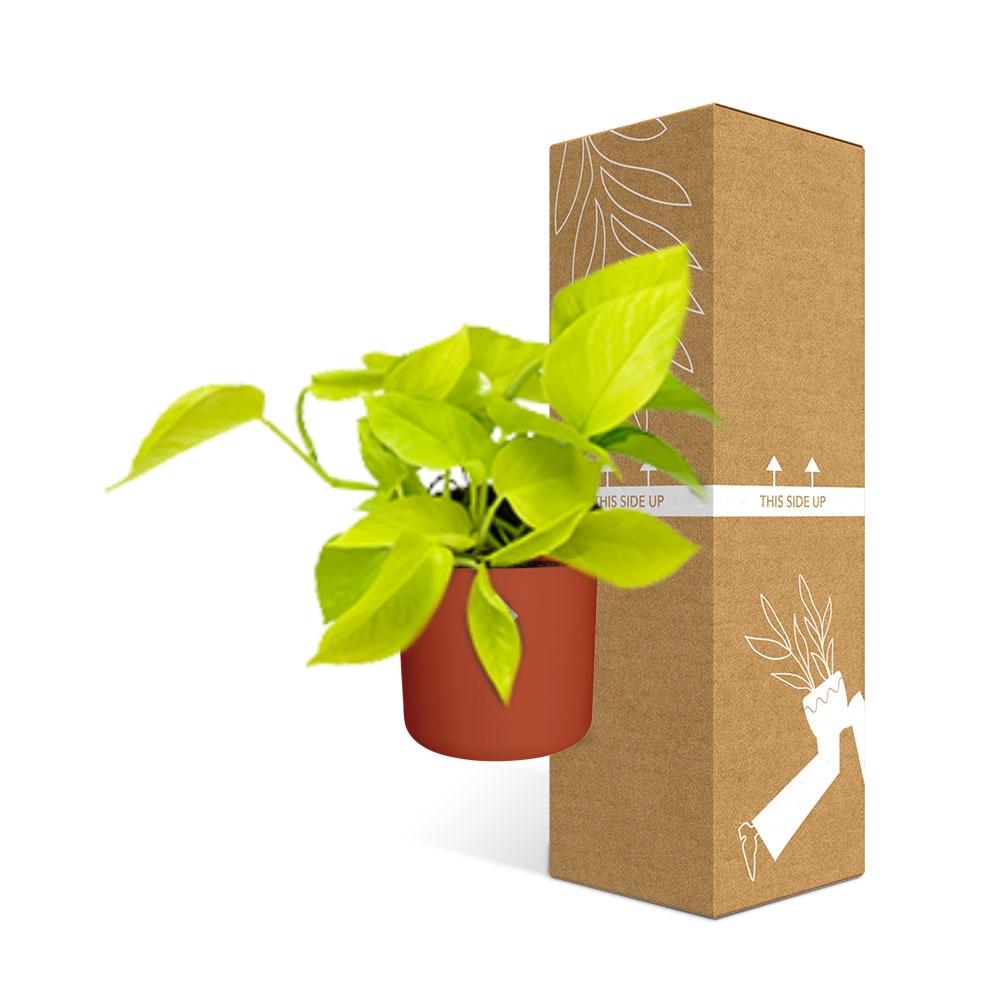 Epipremnum Pinnatum ‘Golden Pothos’ – pflegeleichte Efeutute im ELHO Topf