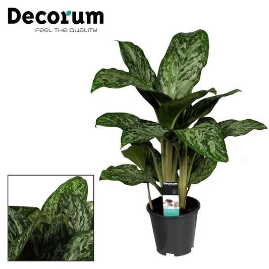 Aglaonema Greenlight – Pflegeleichte Zimmerpflanze