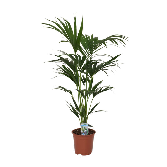 Howea Forsteriana (Kentia-Palme) Ø21cm, 120cm hoch