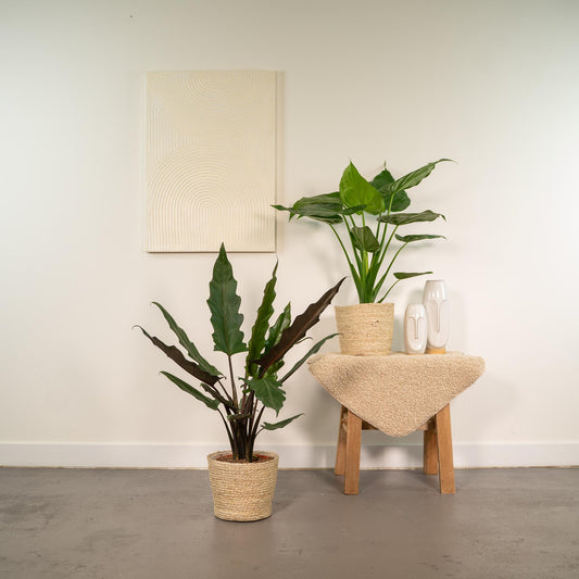 Alocasia Cucullata & Lauterbachiana im Korb Ø19cm
