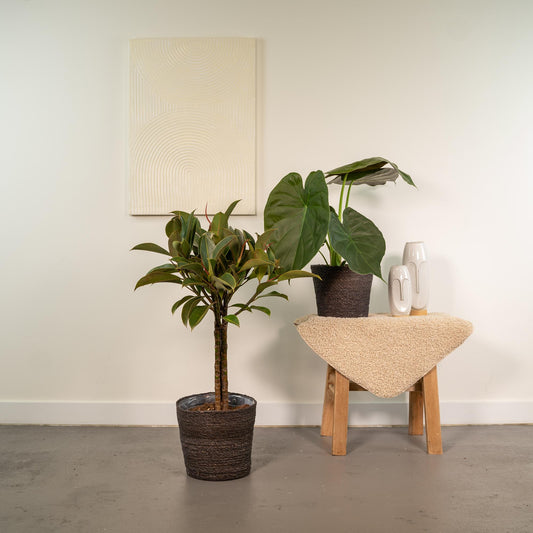 Ficus Elastica Melany & Alocasia Wentii im Korb Ø21cm/Ø19cm