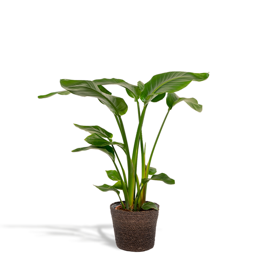 Strelitzia Nicolai Ø19cm – Luftreinigende Baumstrelitzie mit Korb