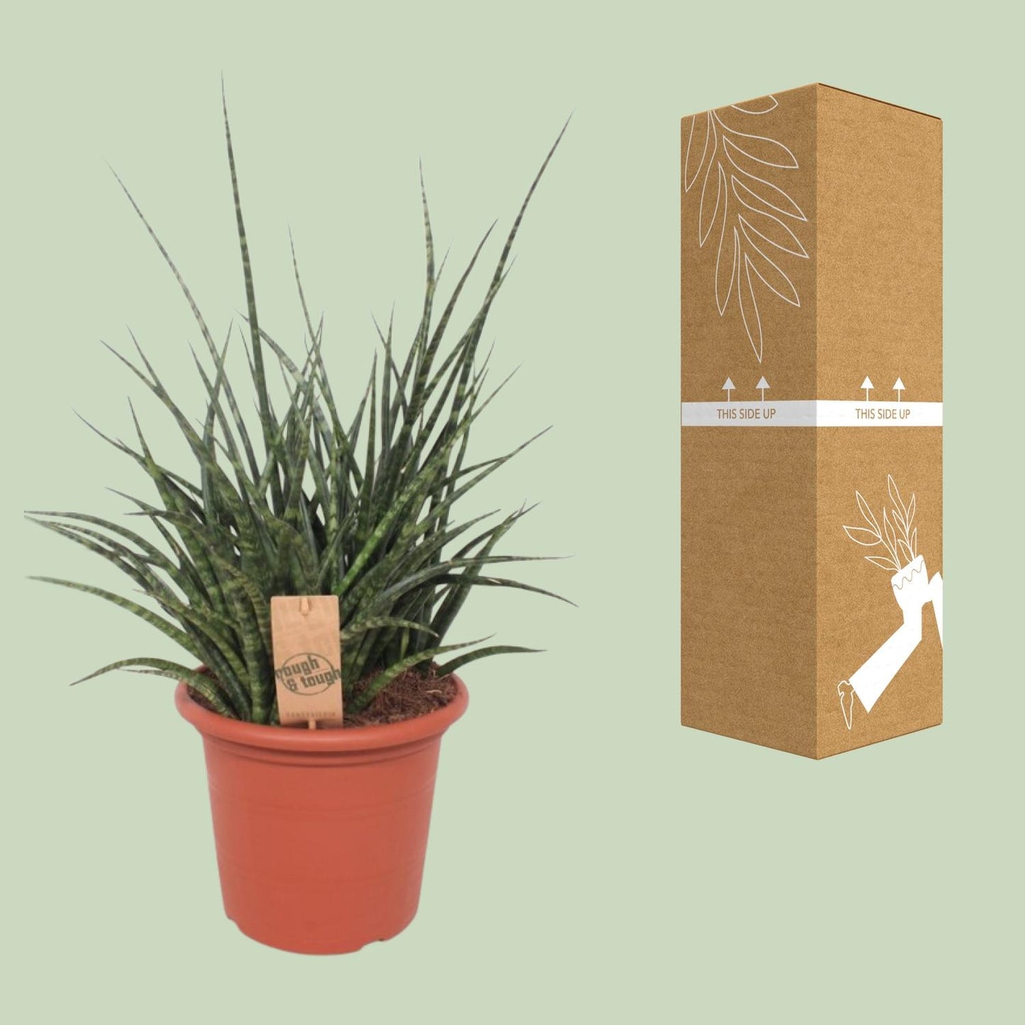 Sansevieria Fernwood Punk – Pflegeleichte Schwiegermutterzunge Ø25cm