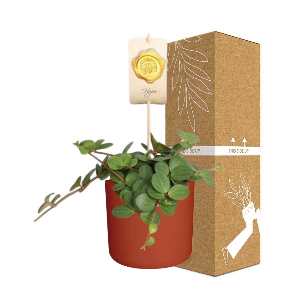 Peperomia ‘Hope’ – Pflegeleichte Zimmerpflanze im ELHO Topf