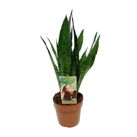 Sansevieria Zeylanica – Pflegeleichter Bogenhanf Ø17cm, 60cm hoch