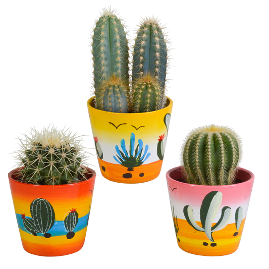 Kakteenmischung 3er Set im handbemalten Mexiko-Topf 8,5 cm