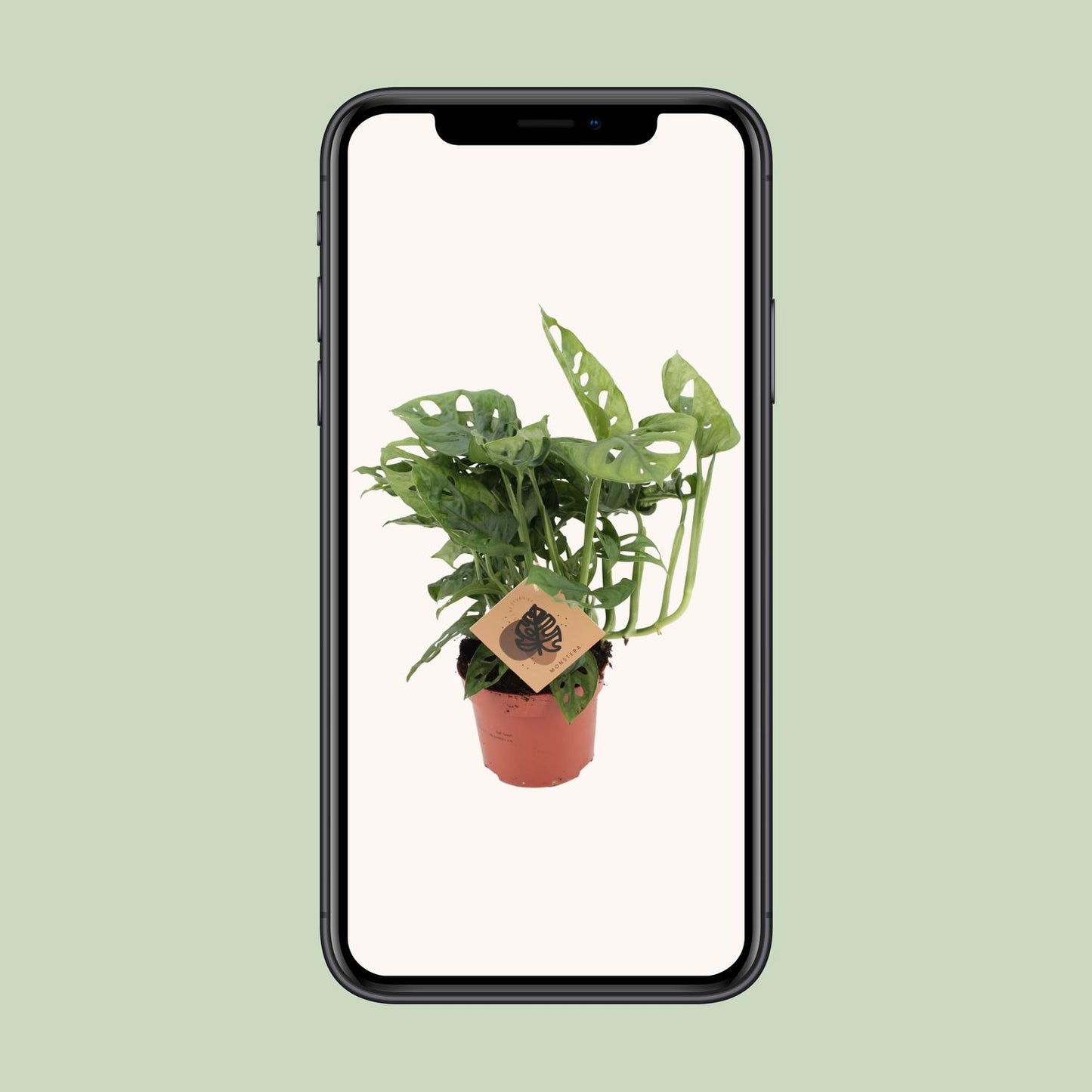 Monstera Monkey Leaf – Pflegeleichte Zimmerpflanze Ø12cm