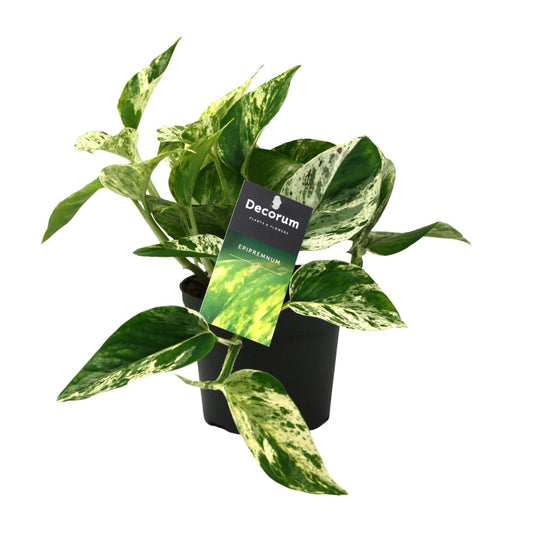 Scindapsus Marble Queen – pflegeleichte Zimmerpflanze Ø12cm