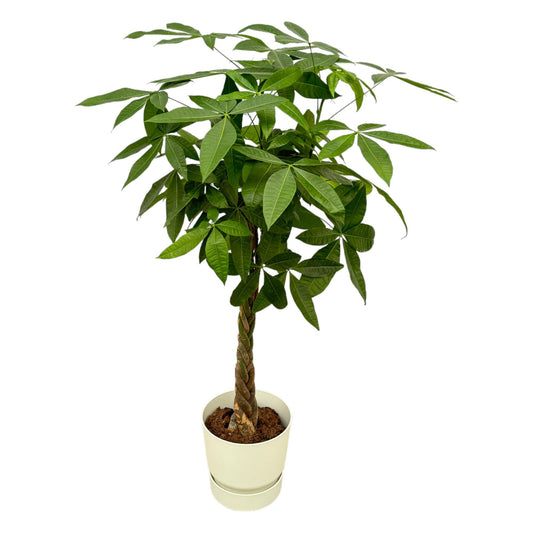 Pachira Aquatica (Geldbaum) mit Elho Greenville Round Topf, 160 cm