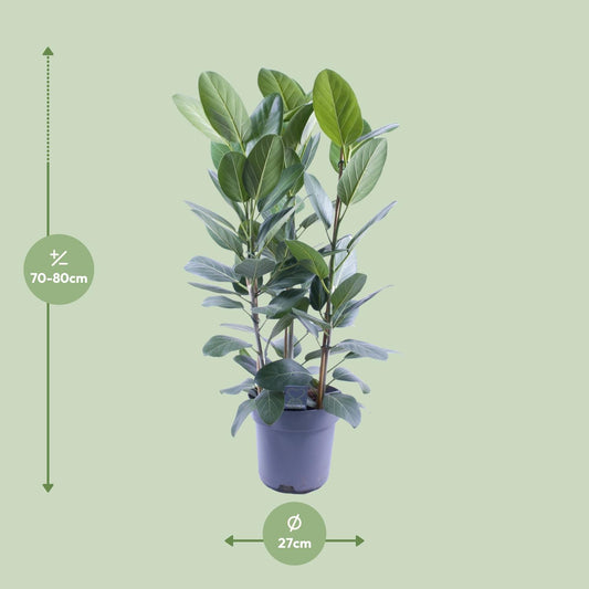 Ficus Audrey Toef 3 stekken – Ø27cm, ca. 105cm hoch