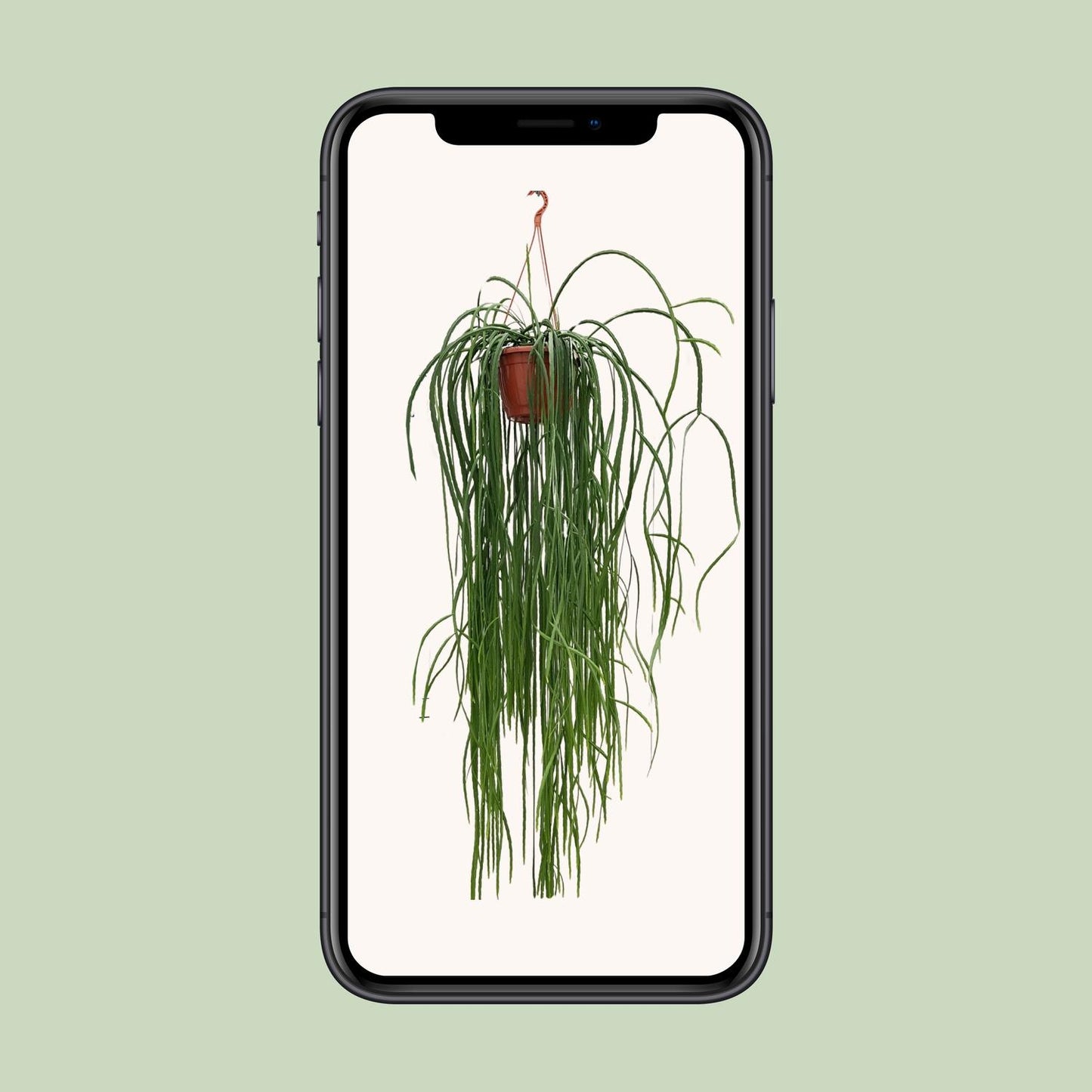 Lepismium Bolivianum – Pflegerleichter Hängekaktus Ø20cm, 70cm hoch