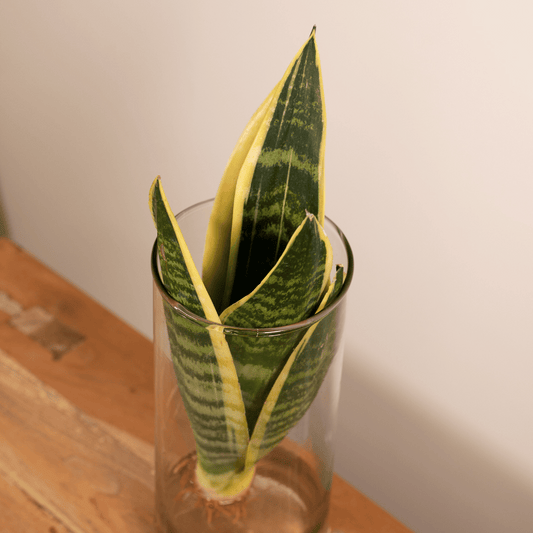 Sansevieria im Zylinderglas – Ø12 cm, Höhe 30 cm