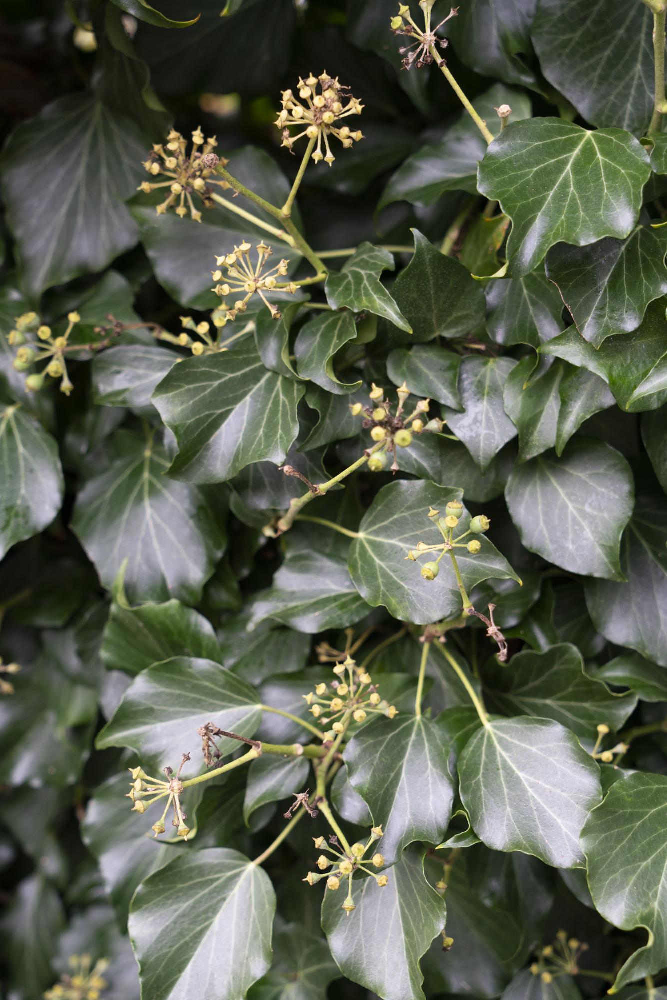 Hedera hibernica – Pflegeleichter, immergrüner Efeu Ø15cm