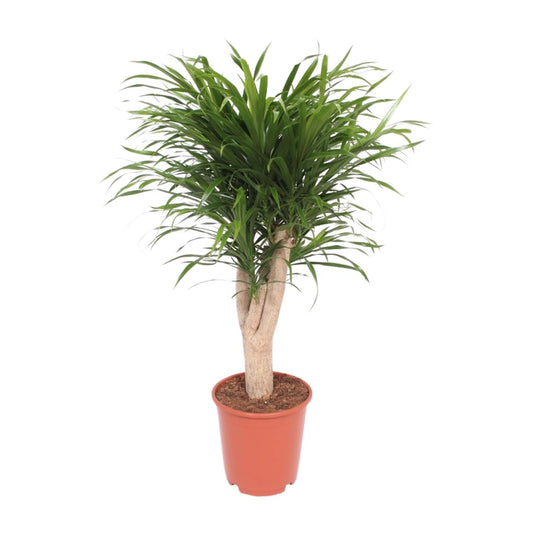 Dracaena Reflexa Anita – Exotischer Drachenbaum Ø24cm, 100cm hoch