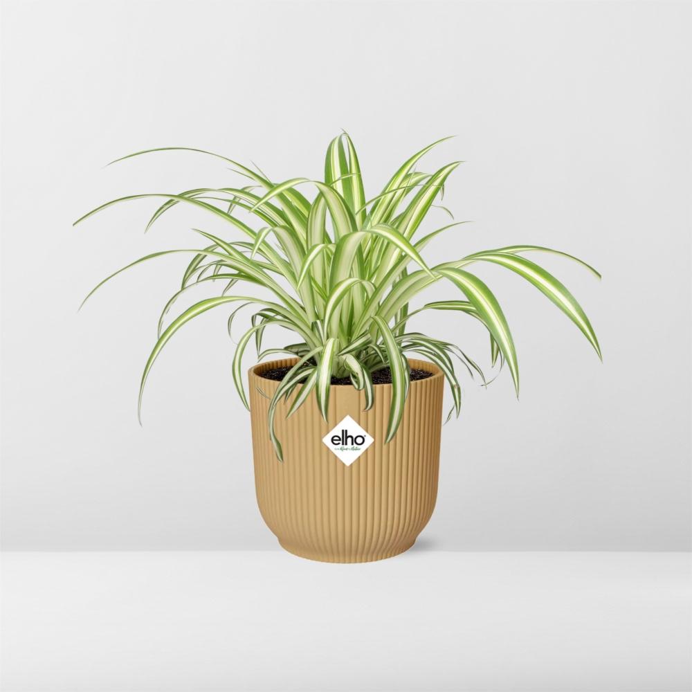 Chlorophytum Comosum Variegatum im ELHO Vibes Fold 14cm gelb