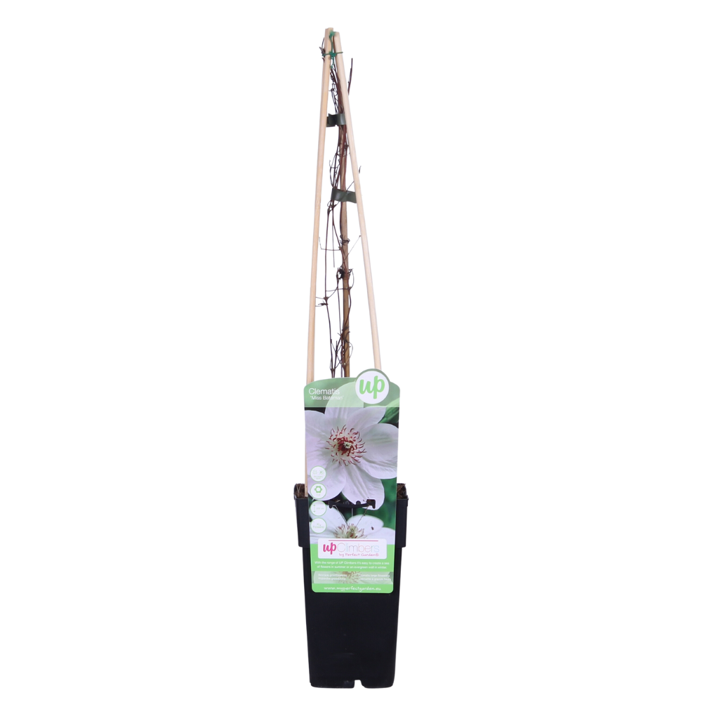Clematis Miss Bateman – Weiß blühender Kletterer Ø15cm