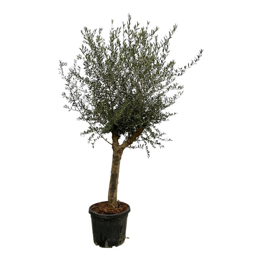Olea Lorc Olivenbaum – 200 cm, Ø 45 cm – elegant & pflegeleicht