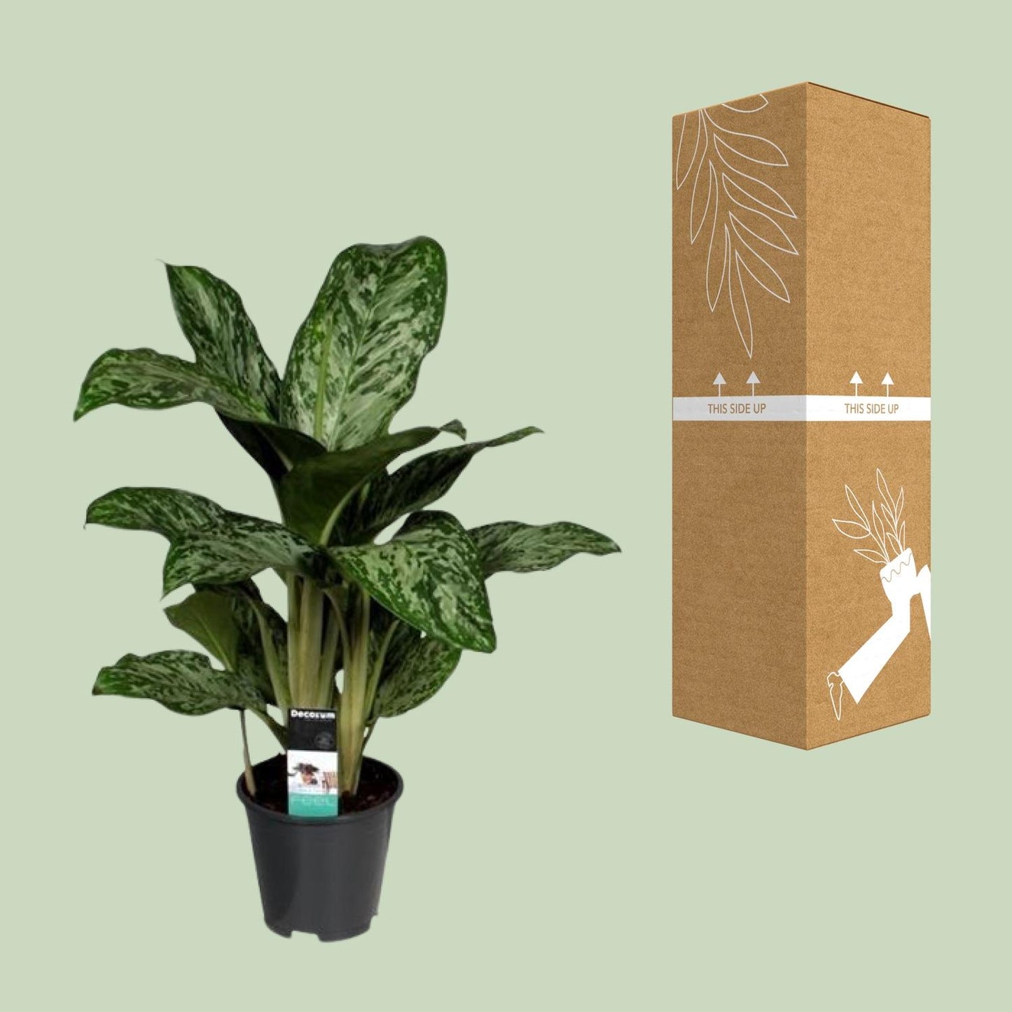 Aglaonema Greenlight – Pflegeleichte Zimmerpflanze