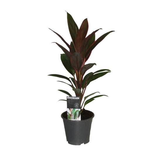 Cordyline Rumba – Tropische, pflegeleichte Zimmerpflanze Ø12cm