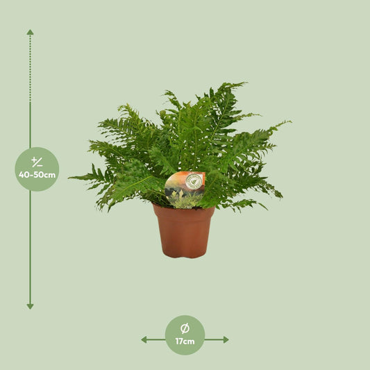 Blechnum Silver Lady - Eleganter Zimmerfarn Ø17cm, 50cm hoch