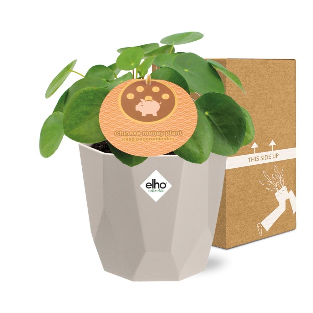 Pilea Peperomioides 12 cm in ELHO b.for rock Topf warm grey